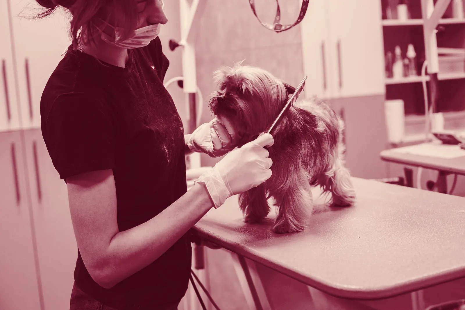 A small dog being brushed on a grooming table