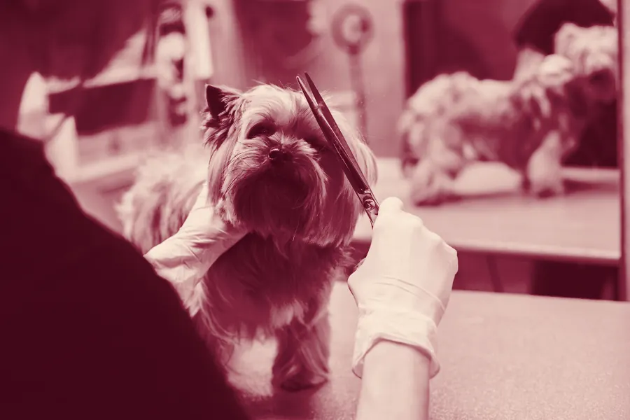A close, careful trim around a dog's face