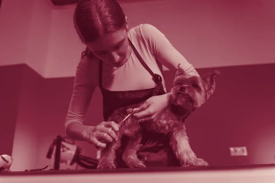 Careful paw work during a groom