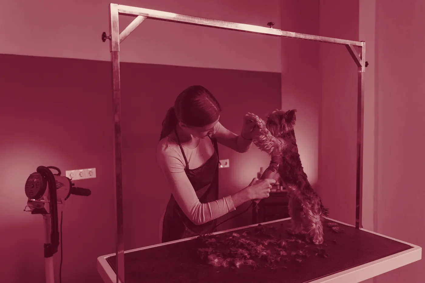 A dog being trimmed on a grooming table