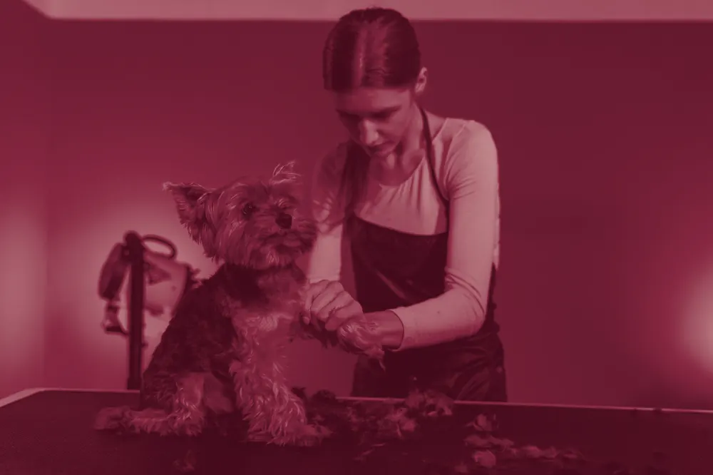 A small dog held gently on a grooming table