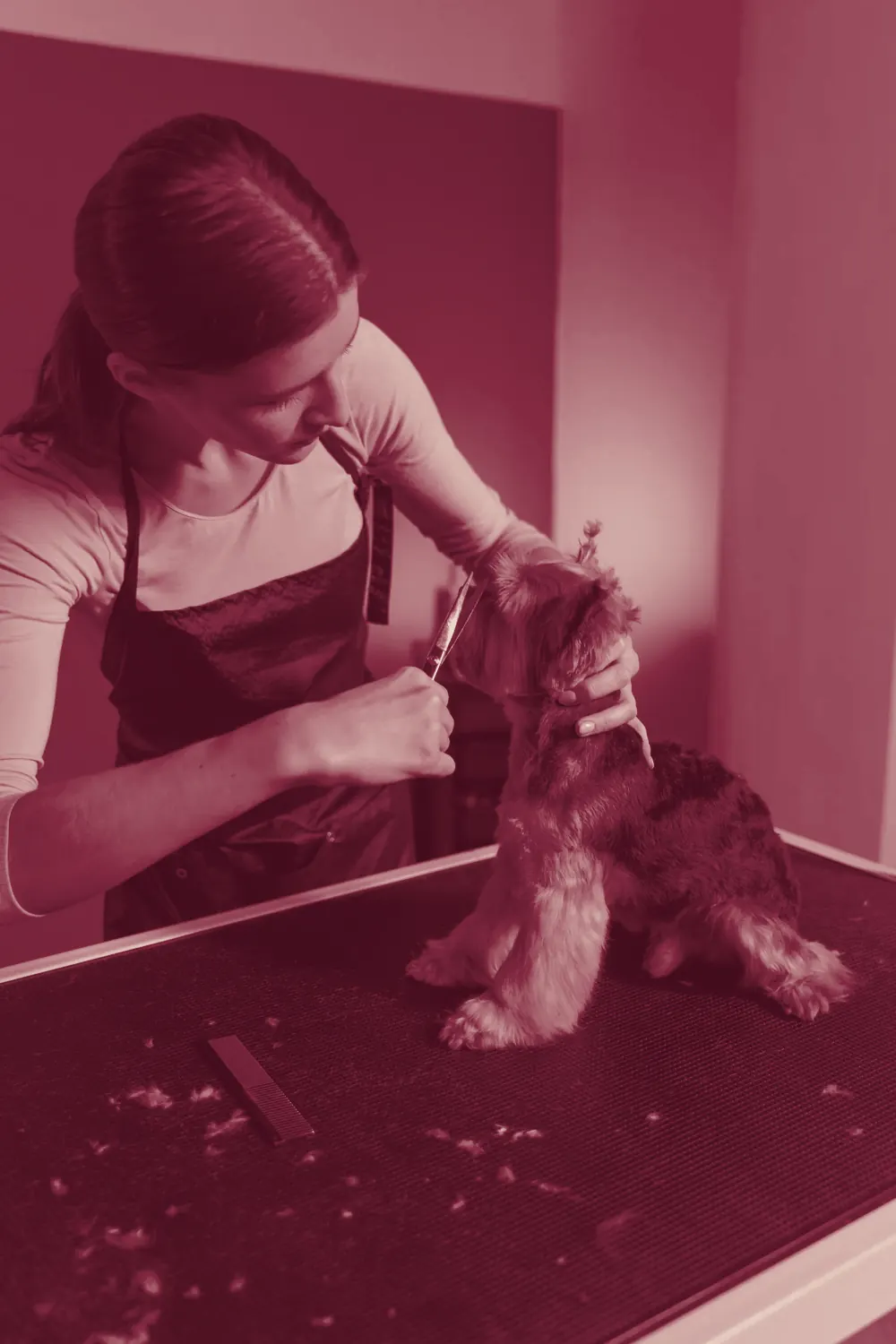 A dog having its head fur carefully styled during a groom